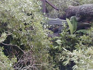 crushed aviary under pin oak tree