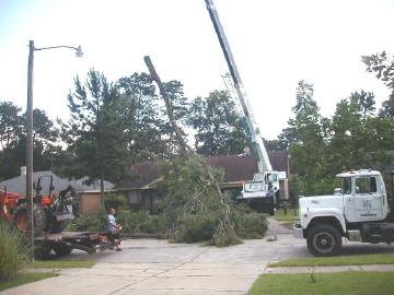 oak branch descending after being craned over house