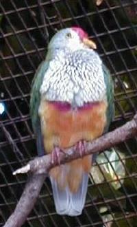 beautiful 
fruit dove -- and modest too