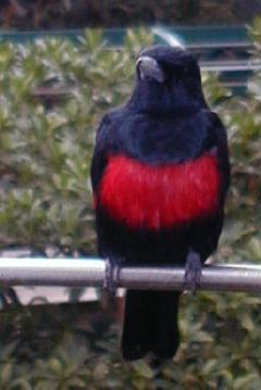 pesquet's 
parrot -- i wish i had a better photo of this dramatic black and red species