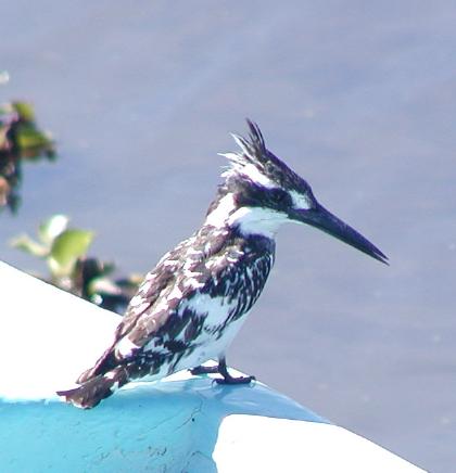 pied kingfisher was a common and attractive sight