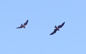 playful pair of black kites