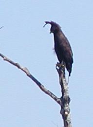 i could never get a photo to do justice to the jaunty crest
of the long-crested eagle but perhaps this silhouette will 
give the general idea