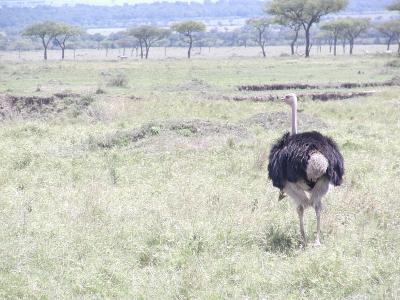 male common ostrich surveys the mara
