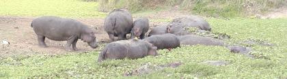 a hippo herd is not the world's most attractive sight, frankly