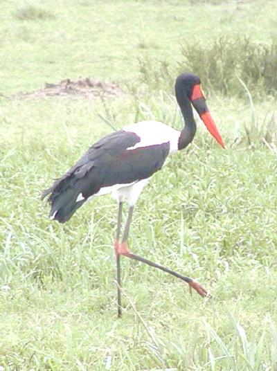 saddle-billed stork