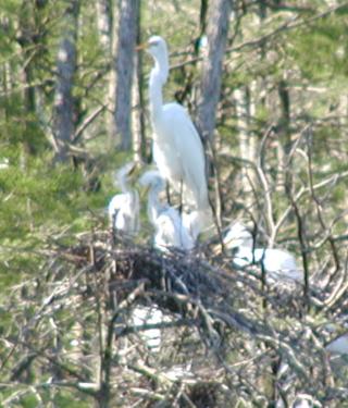 adult Great Egret with babies through telephoto