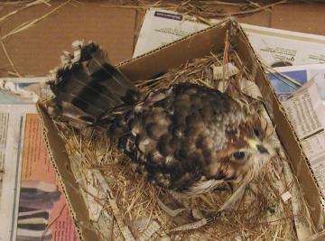 baby Cooper's hawk being rehabbed at Wild Bird Center