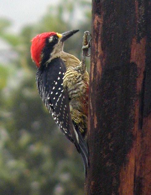 black-cheeked 
woodpecker, male