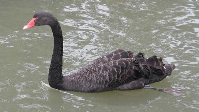 black swan at slimbridge