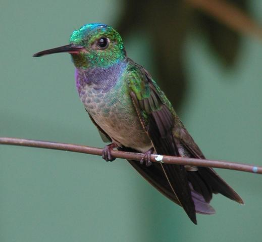 blue chested hummingbird