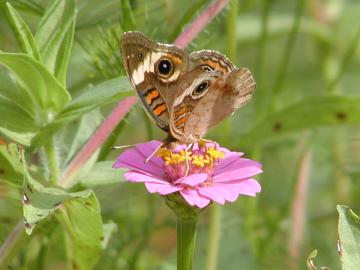 the common buckeye with its many eyes was always a favorite
