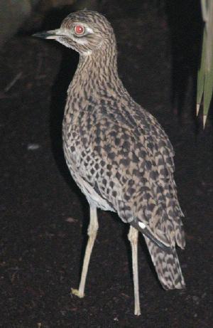 cape thick knee