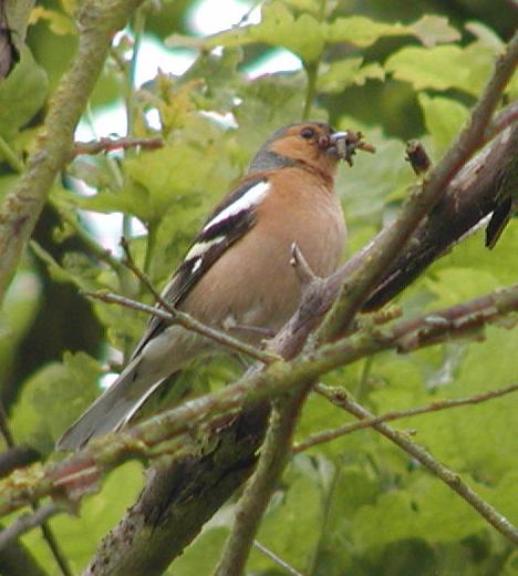 chaffinch with catch of the day in gloucestershire