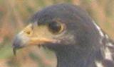 common black hawk, head detail