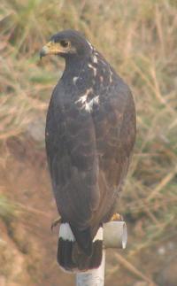 common black hawk