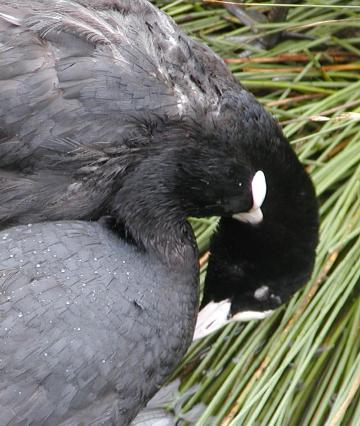 awwww, aren't they sweet, these two coots have a couple of young 
nestlings maybe a couple days old