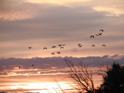 sandhill cranes fly out in a pink sunrise at bosque del apache