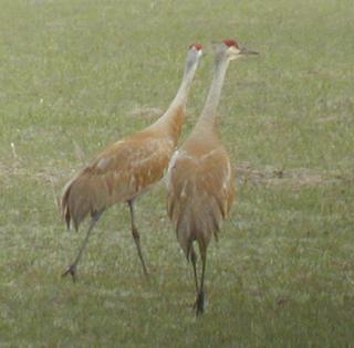 dancing sandhill cranes