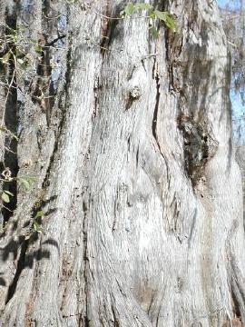 photo of giant cypress tree trunk in Lake Martin