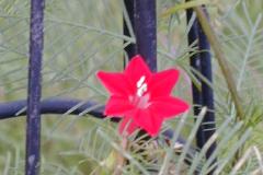 cypress vine flower from cypress vine I rescued the other day