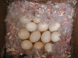 wood duck eggs in a screech owl nestbox