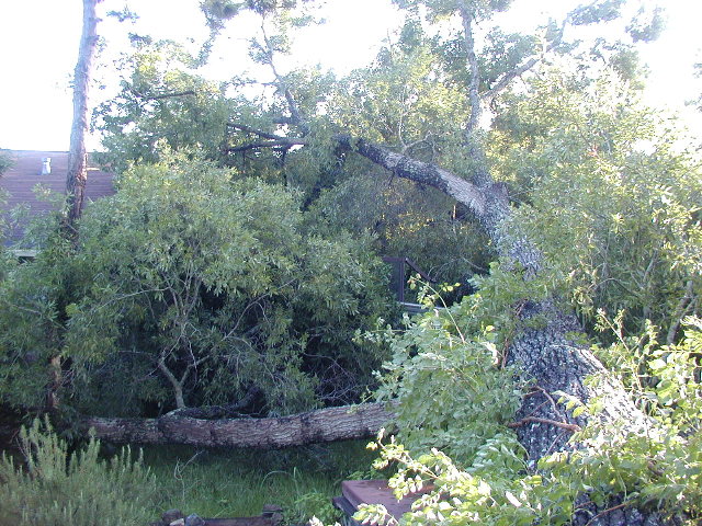 tree on house