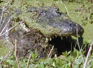 alligator with a nutria it has captured at Lake Martin, Louisiana, March 20, 2004