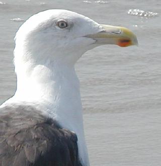 face of great black-backed gull