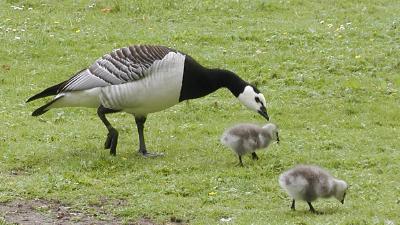 goose with babies, this poor goose got bit by an aggressive mama coot when she 
wandered too close to the coot family