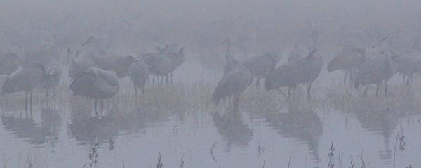 gray ghosts in the mist