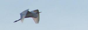 great egret flies over Lake Martin, Louisiana