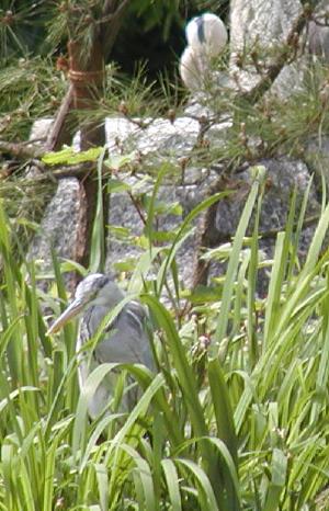 pair of grey herons