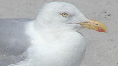 herring gull