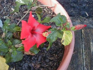 bright red hibiscus flower