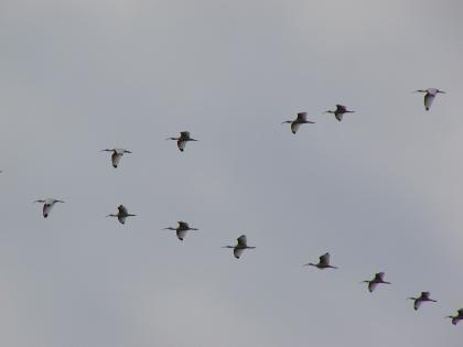 white ibis
 flying in V formation