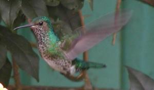 female 
jacobin hummingbird