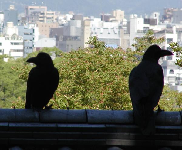 jungle crows overlook the city