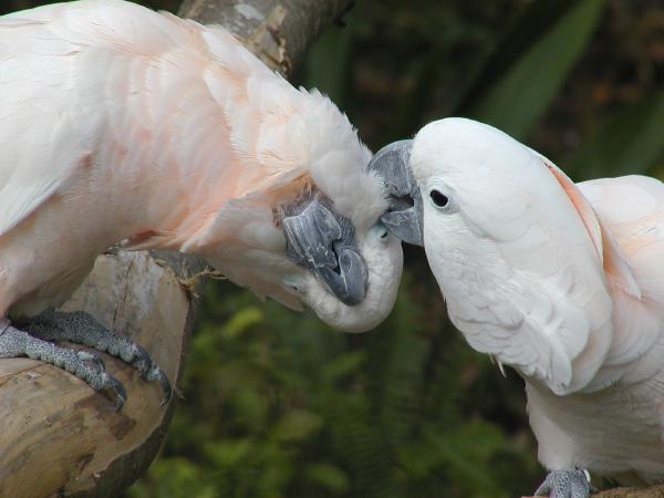 kissing salmon-crested cockatoos