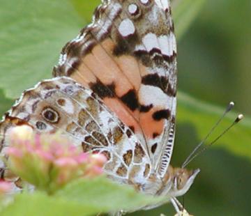 a painted lady sips from a flower