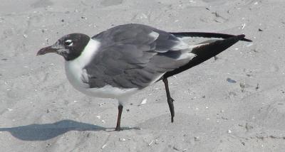 laughing gull stretches on the beach