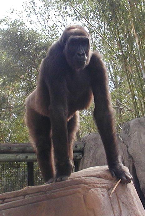 gorilla with stick