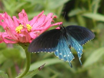 male pipevine butterflies flashed a broad blue flash of light 
like a living gemstone