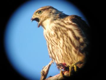 merlin feeding on prey at fontainebleau state park, louisiana