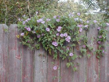 lavender morning glories tumble over the old part of the fence