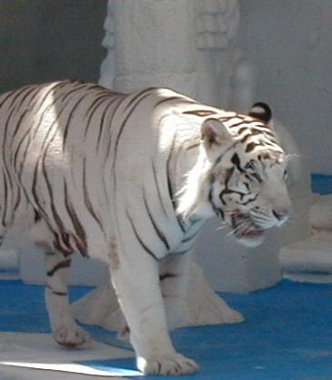 white tiger exhibit at mirage, vegas