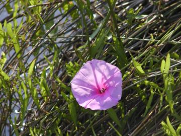 morning glory flower in the marsh