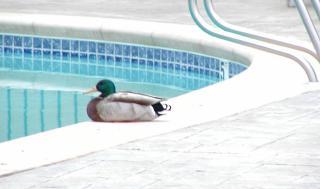 a swimming pool mallard