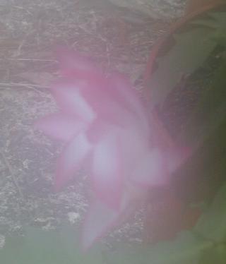 fogged up soft focus pink-tipped christmas cactus