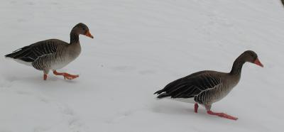 two geese in the snow